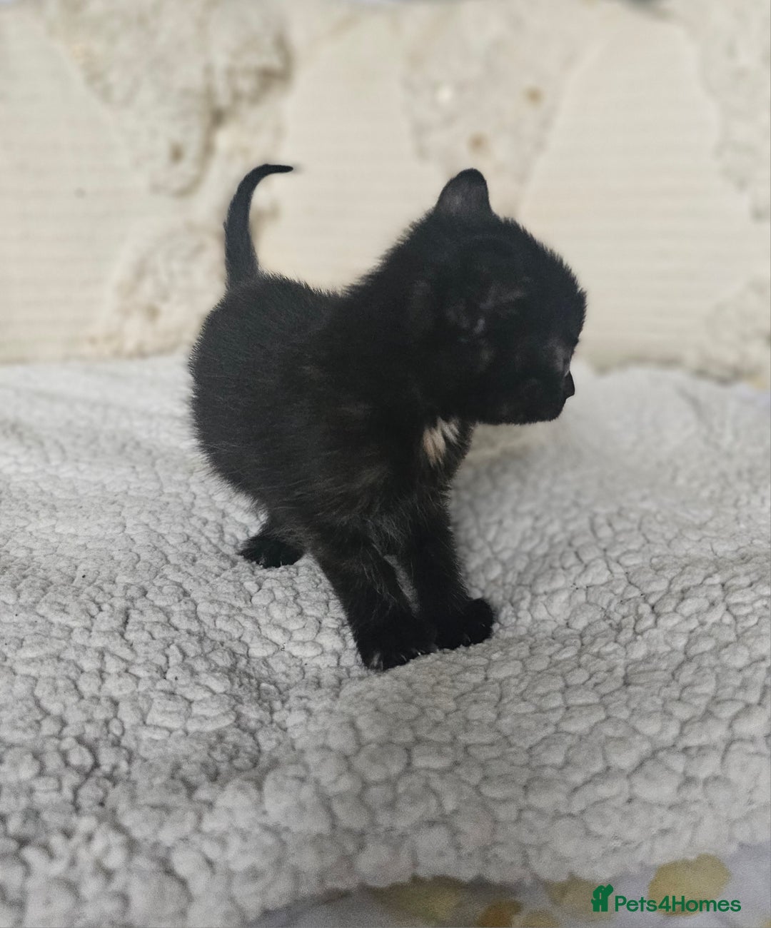 Persian cats for sale: PersianXTortoiseshell Crossbreed Kittens - Image 6