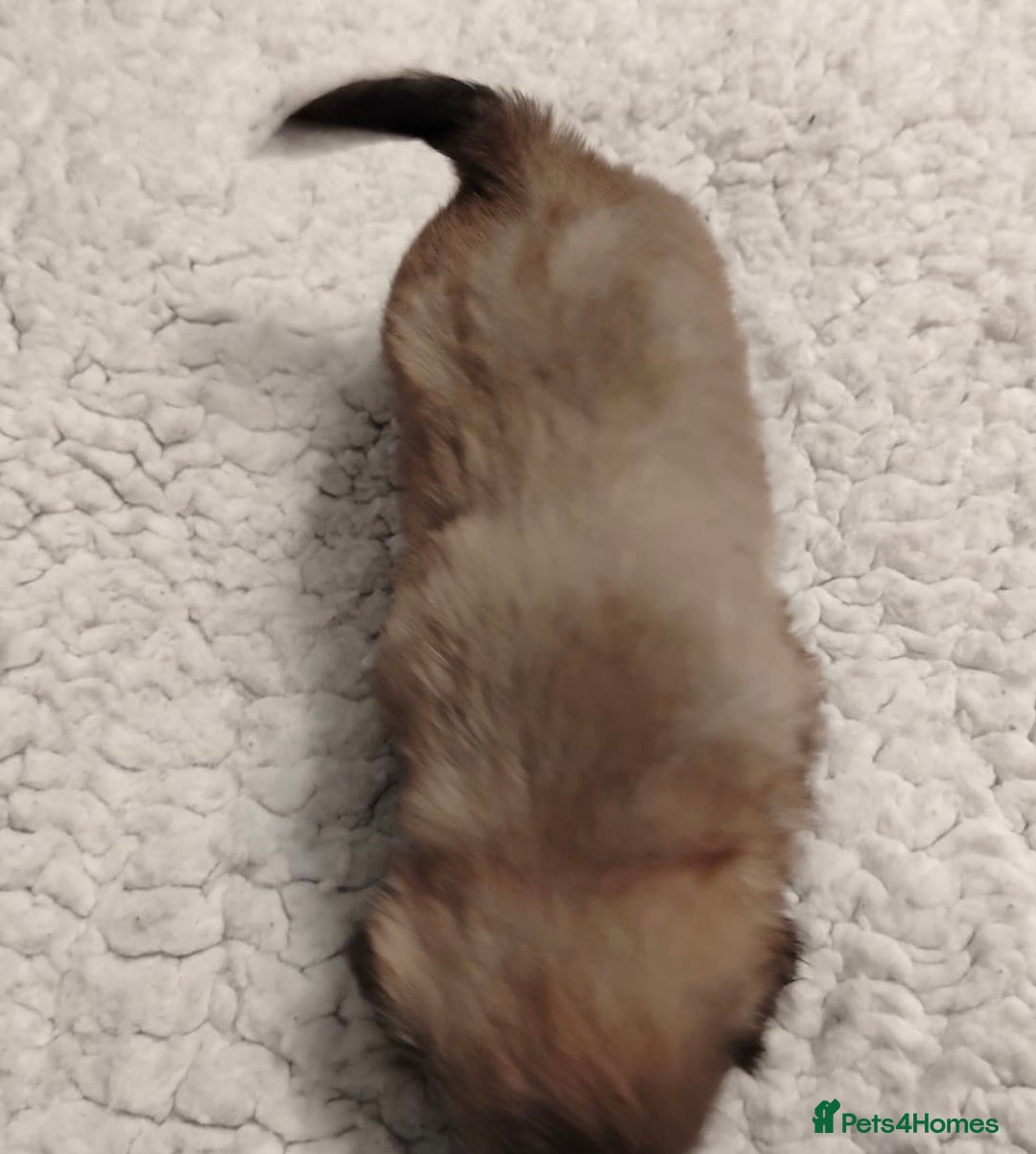 Shih Tzu dogs for sale: Shih tzu  - Image 9