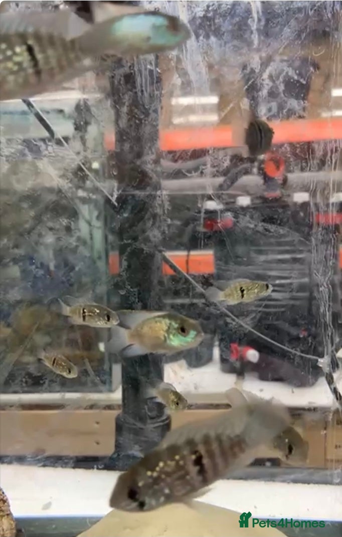 Cichlids fish Blue Acara juveniles - Advert 3