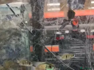 Cichlids fish Blue Acara juveniles - Advert 3