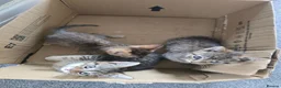 Domestic Shorthair cats for sale: 5 beautiful tabby kittens for Sale!!! - Advert 23