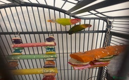 Lovebirds birds for sale: 2 Lovebirds  - Image 3