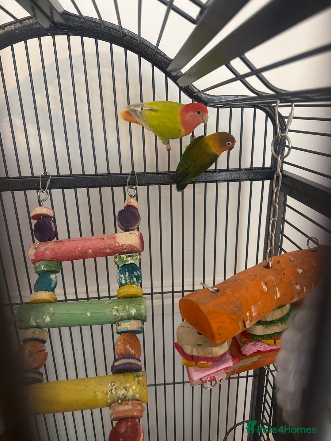 Lovebirds birds for sale: 2 Lovebirds  - Image 3