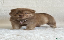 Chow Chow dogs for sale: Exotic colour chowsky puppies for sale  - Image 13
