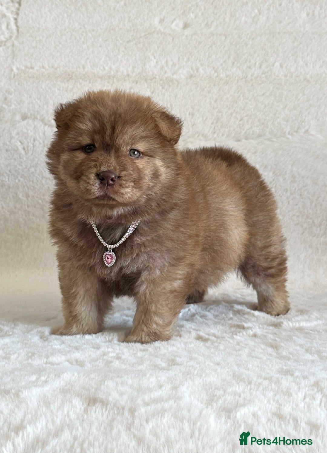 Chow Chow dogs for sale: Exotic colour chowsky puppies for sale  - Image 13