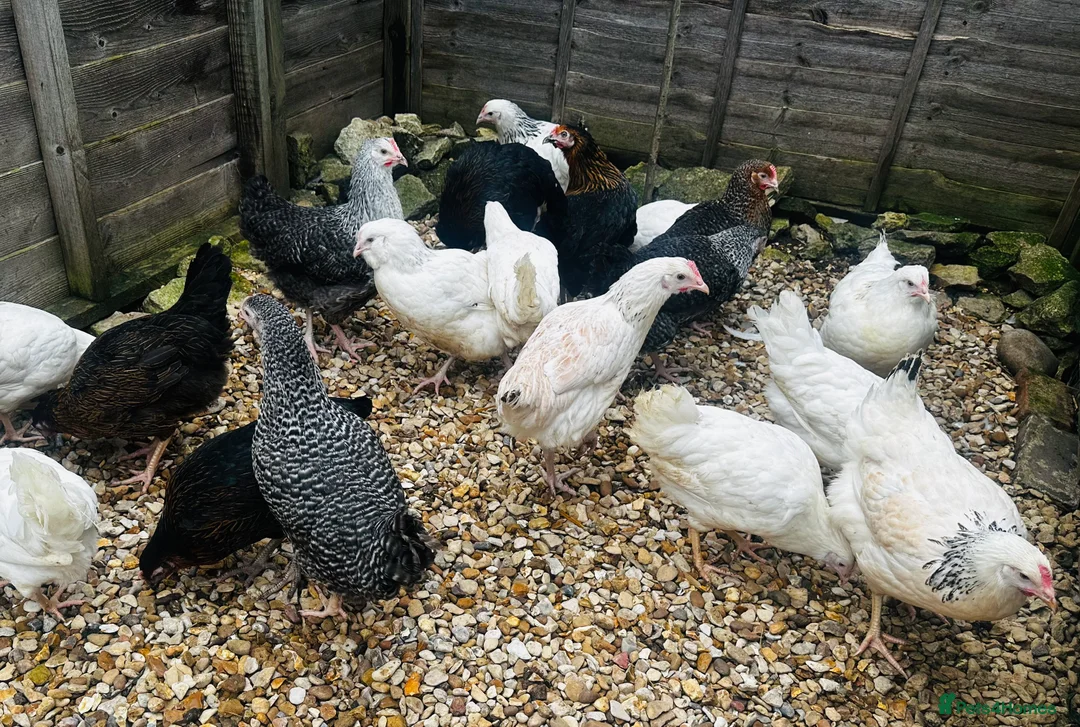Chickens poultry for sale: Point of Lay Hens - VARIOUS BREEDS - Advert 2