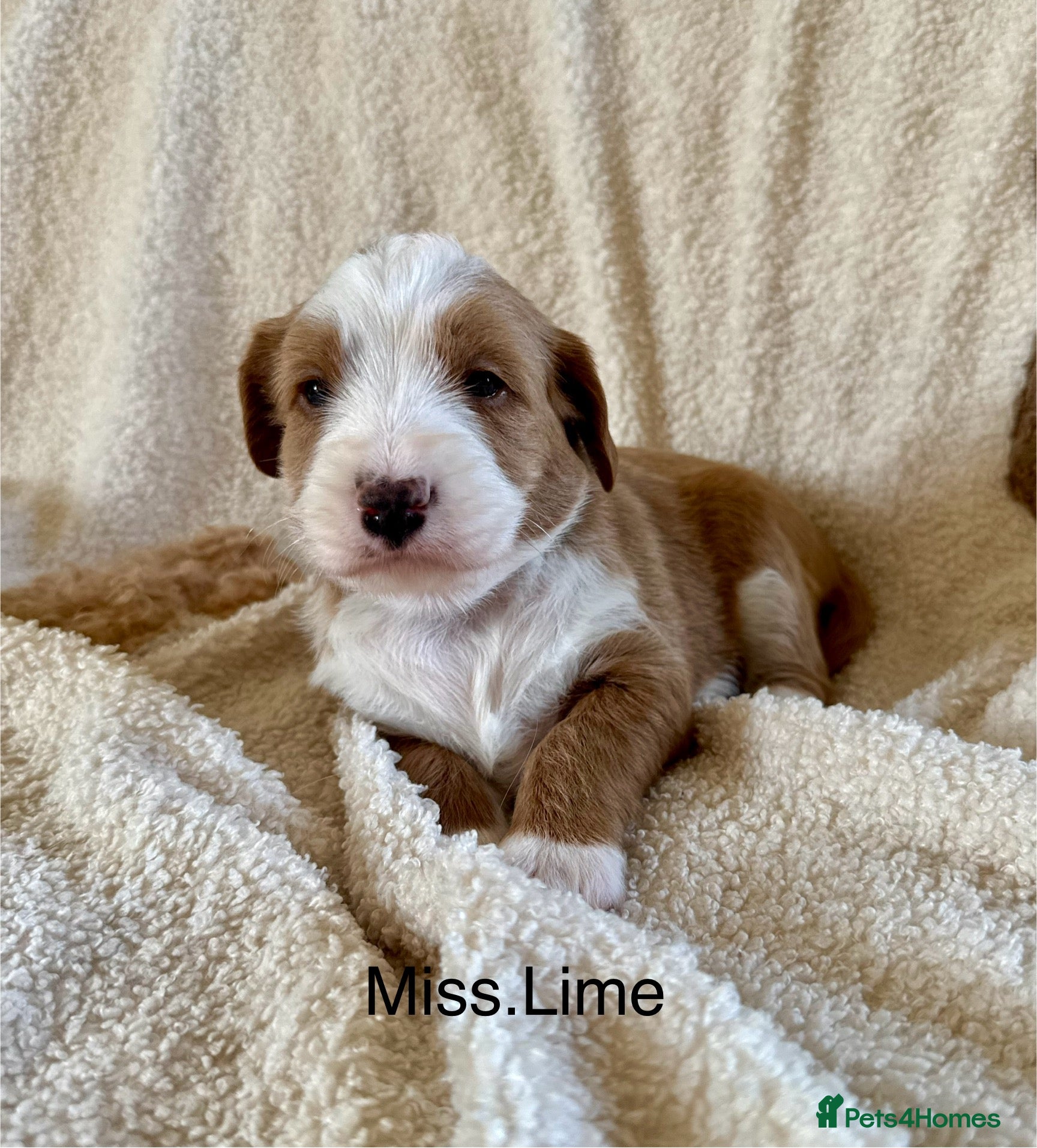 Australian Labradoodle dogs Gorgeous Tuxedo Marking Australian Labradoodles - Advert 2