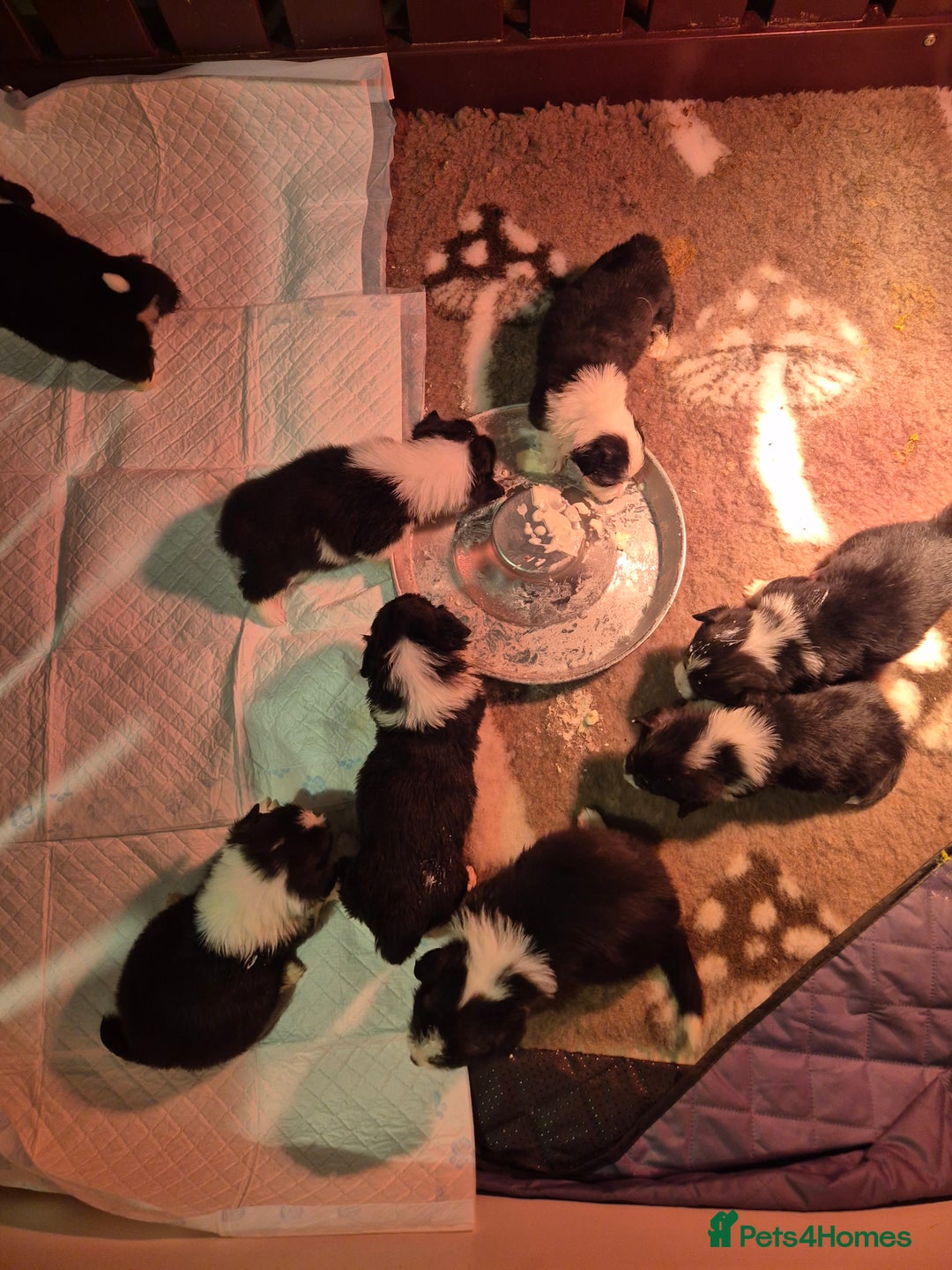 Welsh Corgi Pembroke dogs for sale: Wow !! Bobtail and long available  - Image 2