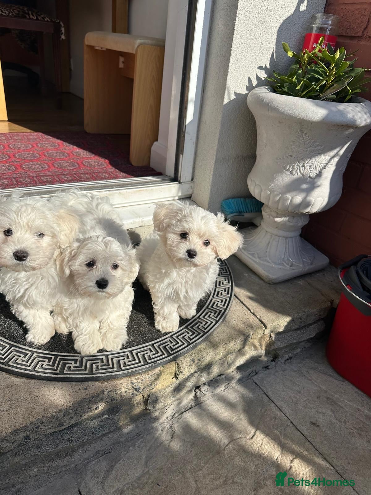 Maltese dogs Bichon Maltese  - Advert 6