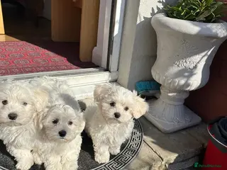 Maltese dogs Bichon Maltese - Advert 10