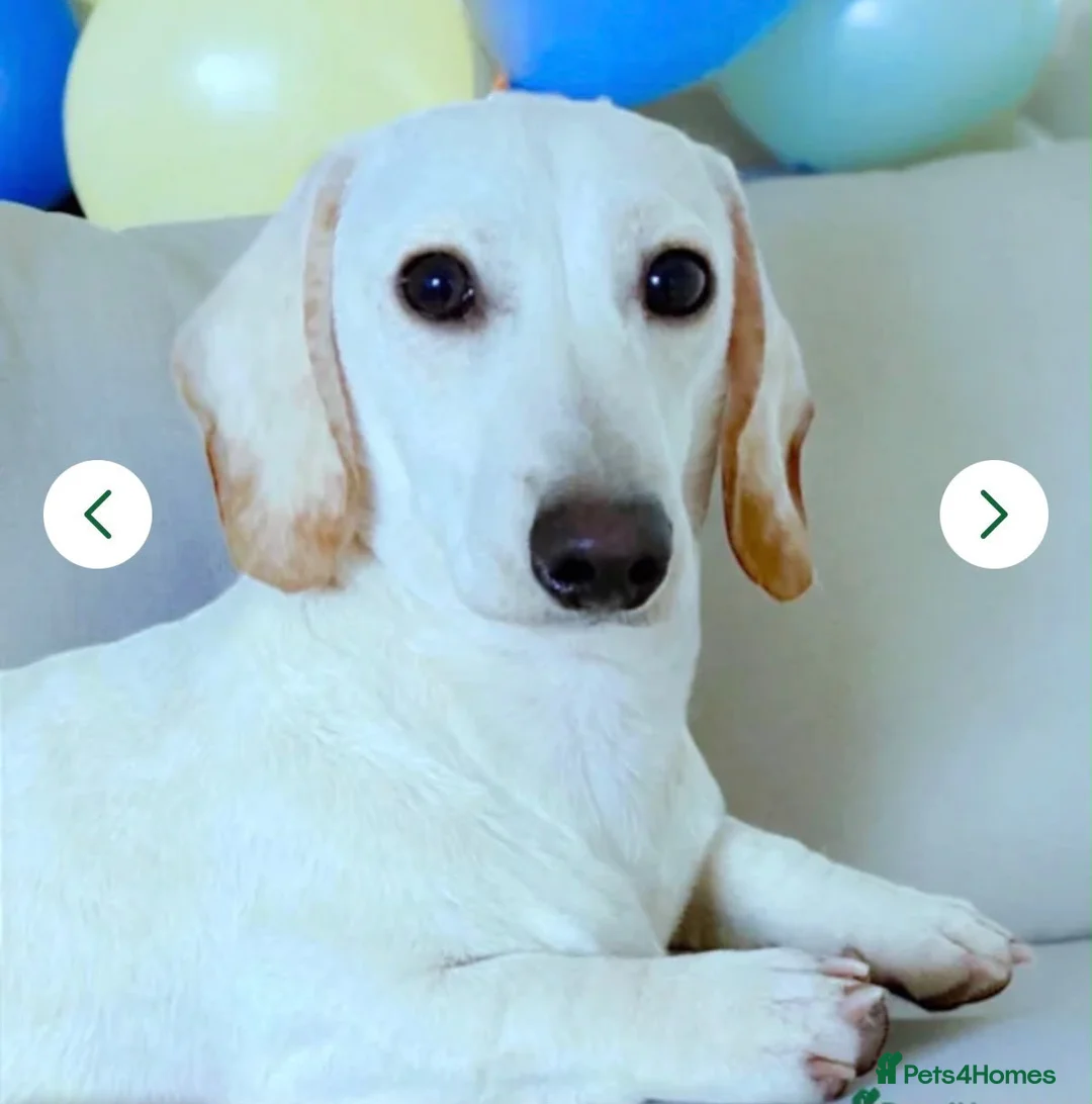 Miniature Dachshund dogs for sale: 4 Beautiful KC Reg Miniature Dachshunds - Advert 2