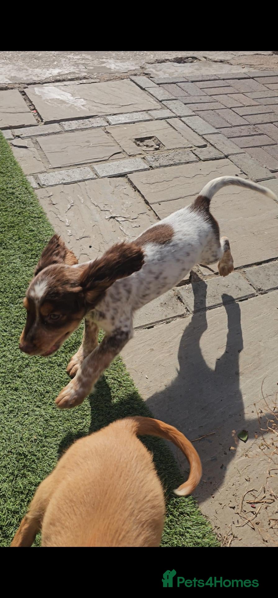 Cocker Spaniel dogs 🐾 Beautiful Working Cocker Spaniel Boys 🐾 - Advert 2