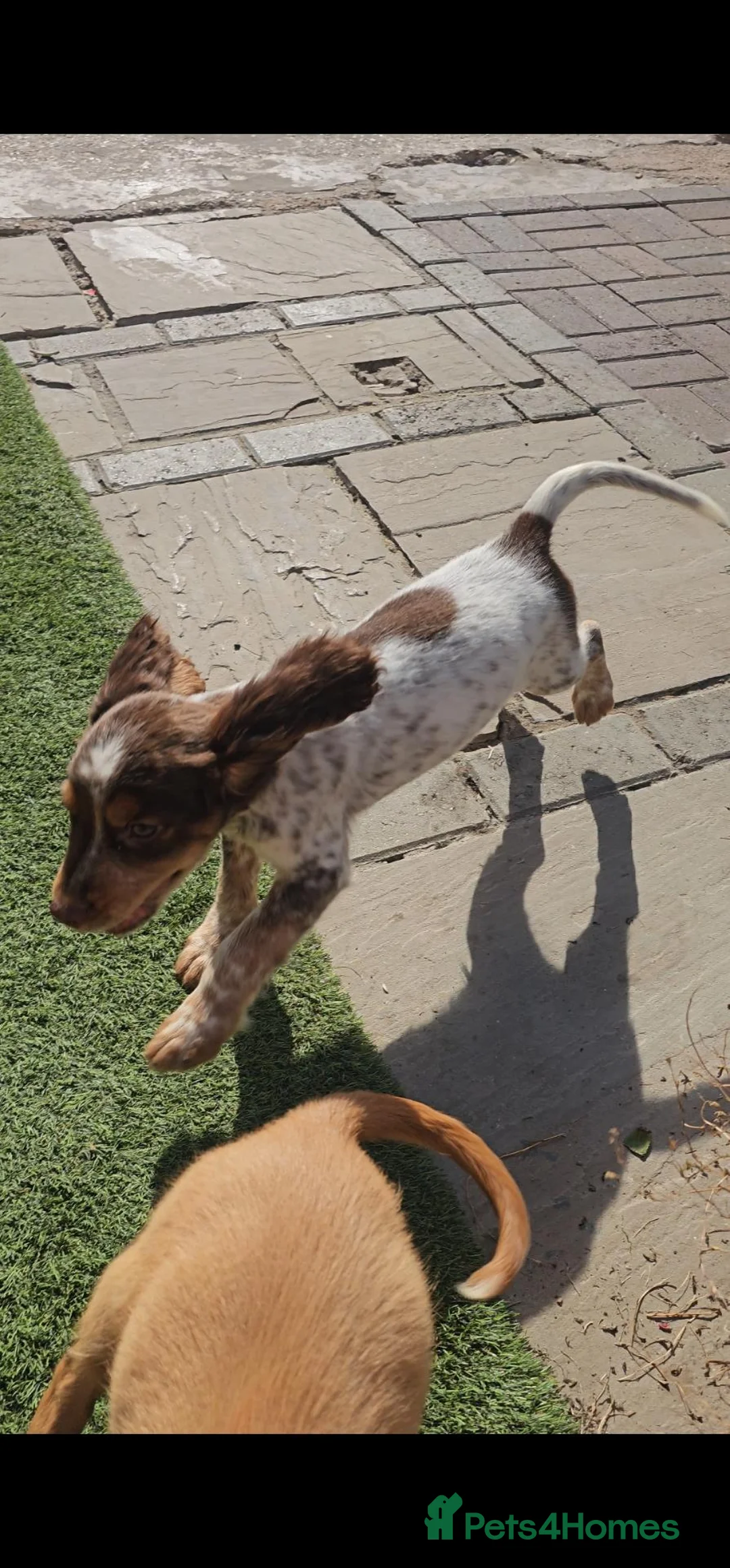 Cocker Spaniel dogs for sale: 🐾 Beautiful Working Cocker Spaniel Boys 🐾 - Advert 2