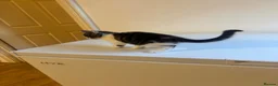 Mixed Breed cats for sale: 9 Adorable Mixed-Breed Kittens for Sale – £90  - Advert 9