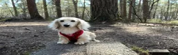Miniature Dachshund dogs for sale: Rare Cream Longcoat Miniature Dachshund Puppies - Advert 20