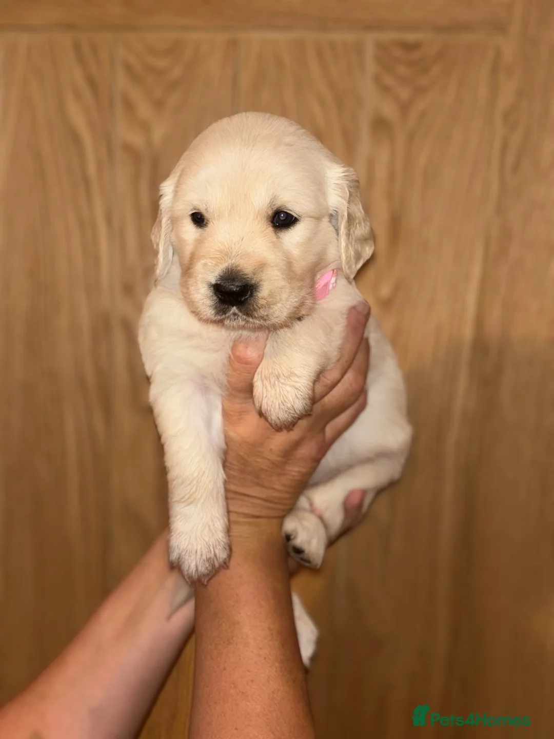 Golden Retriever dogs for sale: Golden retriever puppies🩷🩵 in Aberdare - Advert 1