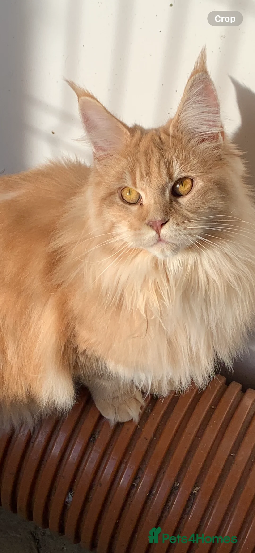 Maine Coon cats for sale: Tica registered male kittens  - Advert 14