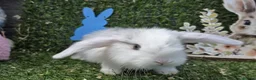 Mini Lop rabbits for sale: Mini lop babies for sale - Advert 9