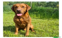 Labrador Retriever dogs for sale: KC Reg Black Lab Dog Puppy - Ready for new home - Advert 5