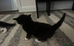 Mixed Breed cats for sale: Beautiful kittens  - Image 5