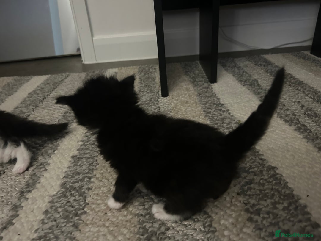 Mixed Breed cats for sale: Beautiful kittens  - Image 5