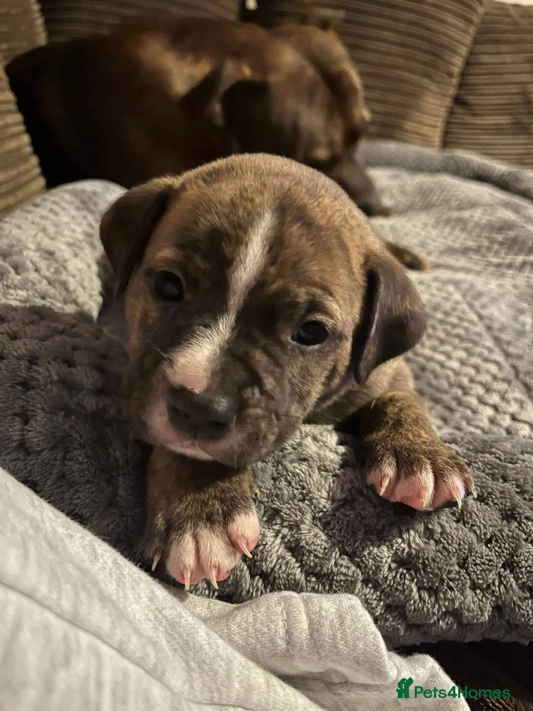 Staffordshire Bull Terrier dogs for sale:  brindle and red Staffordshire bull terriers - Advert 1