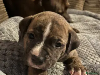 Staffordshire Bull Terrier dogs Mixed litter brindle and red - Advert 2