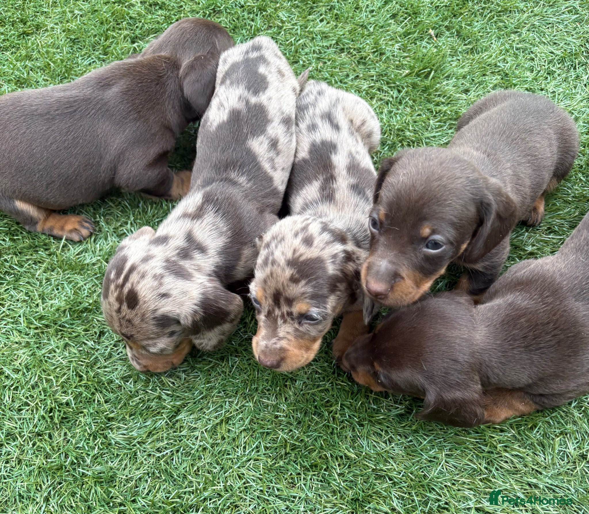 Miniature Dachshund dogs for sale: Ready now Kc-registered PRA-clear mini dachshund  - Advert 1