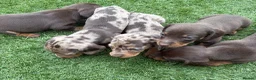 Miniature Dachshund dogs for sale: Ready now Kc-registered PRA-clear mini dachshund  - Advert 1