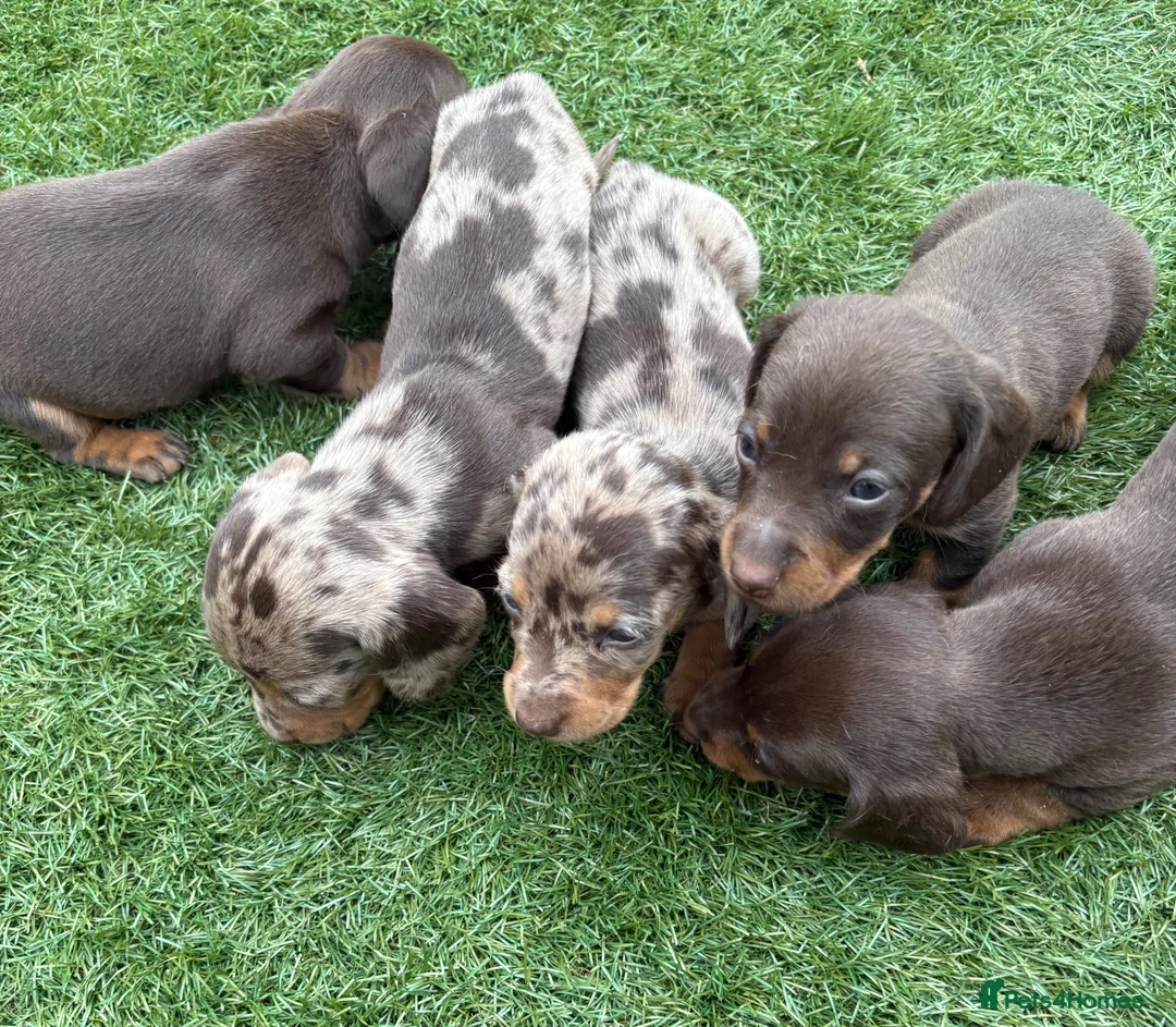 Miniature Dachshund dogs for sale: Ready now Kc-registered PRA-clear mini dachshund  - Advert 1