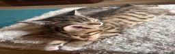 Mixed Breed cats for sale: Mixed bengal - Advert 2