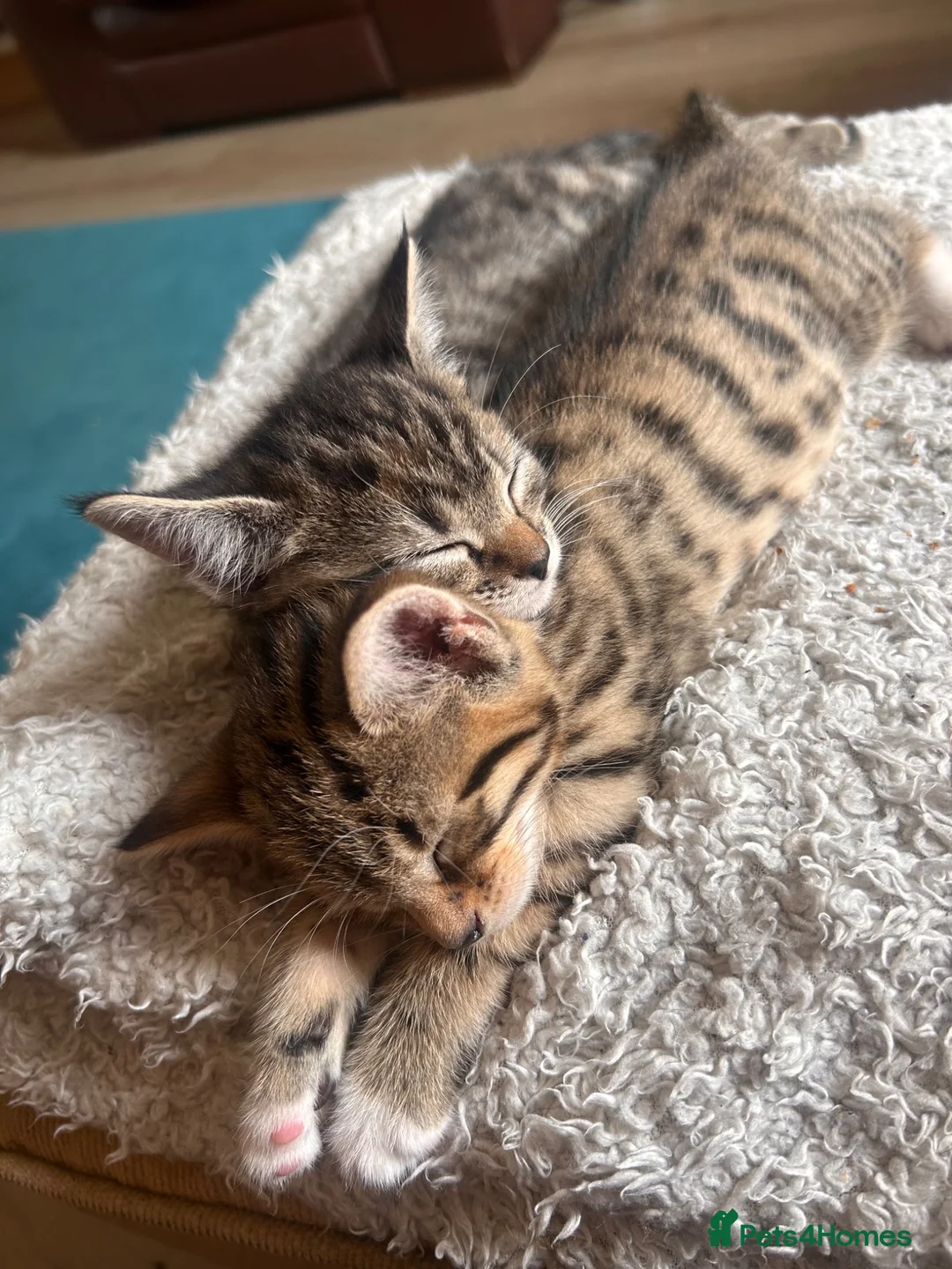 Mixed Breed cats for sale: Mixed bengal - Advert 2