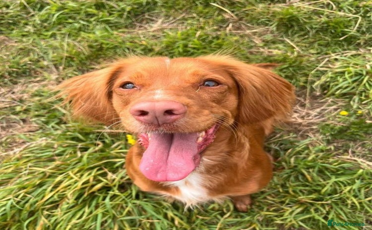 Cocker Spaniel dogs - Advert 11
