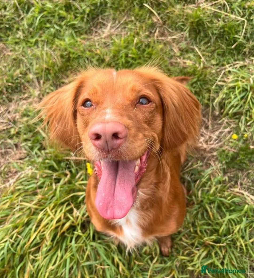 Cocker Spaniel dogs for sale: Stunning Red Cocker Spaniel Due  - Image 1