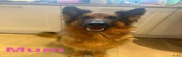 German Shepherd dogs for sale: Gorgeous Boy Puppies Looking for Forever Homes - Advert 4