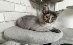 Maine Coon cats for sale: 3 beautiful full pedigree maincoon kittens  - Image 2