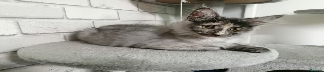 Maine Coon Kitten 2