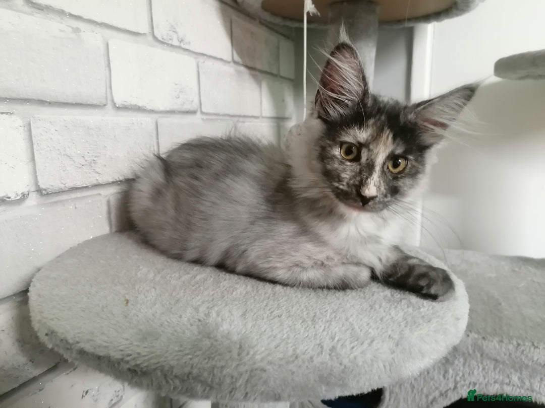 Maine Coon cats for sale: 3 beautiful full pedigree maincoon kittens  - Image 2