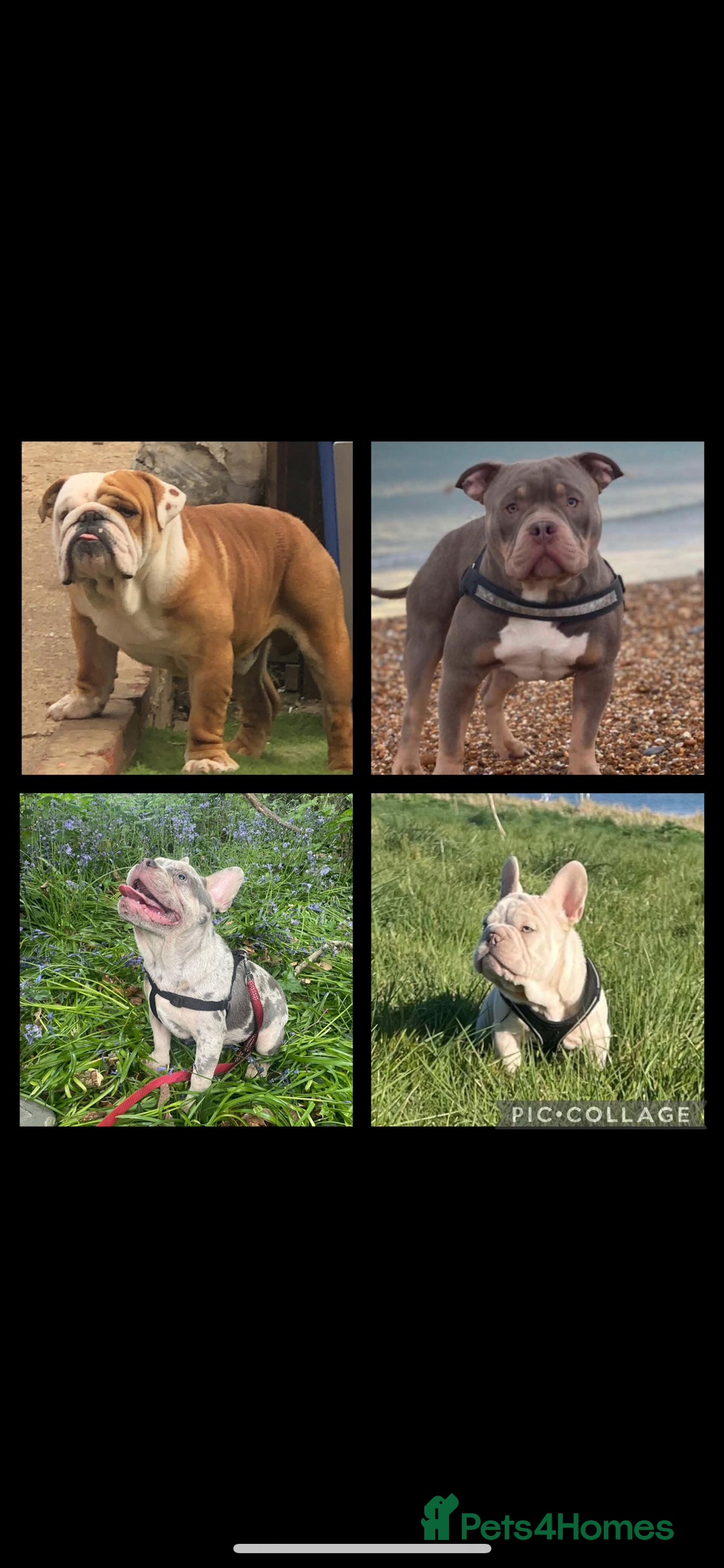 French Bulldog dogs for stud: Lilac Merle frenchie  - Image 4