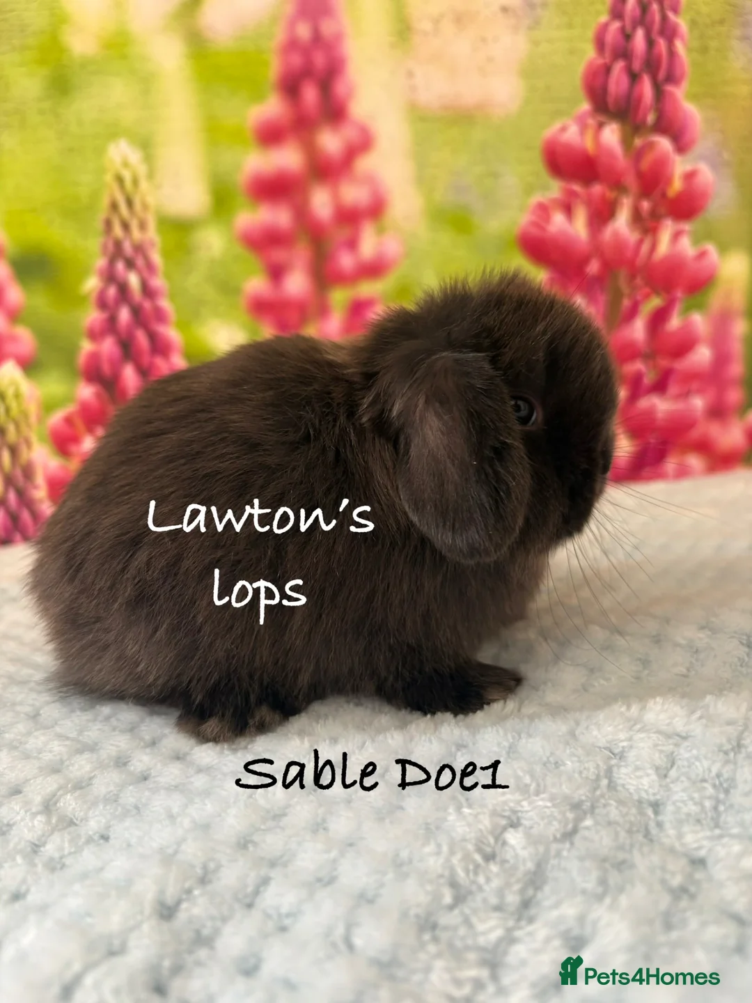 Mini Lop rabbits for sale: Mini lop Does - Advert 2