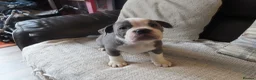 Dorset Olde Tyme Bulldogge dogs for sale: Old tyme bulldog puppy in Darlington - Advert 5
