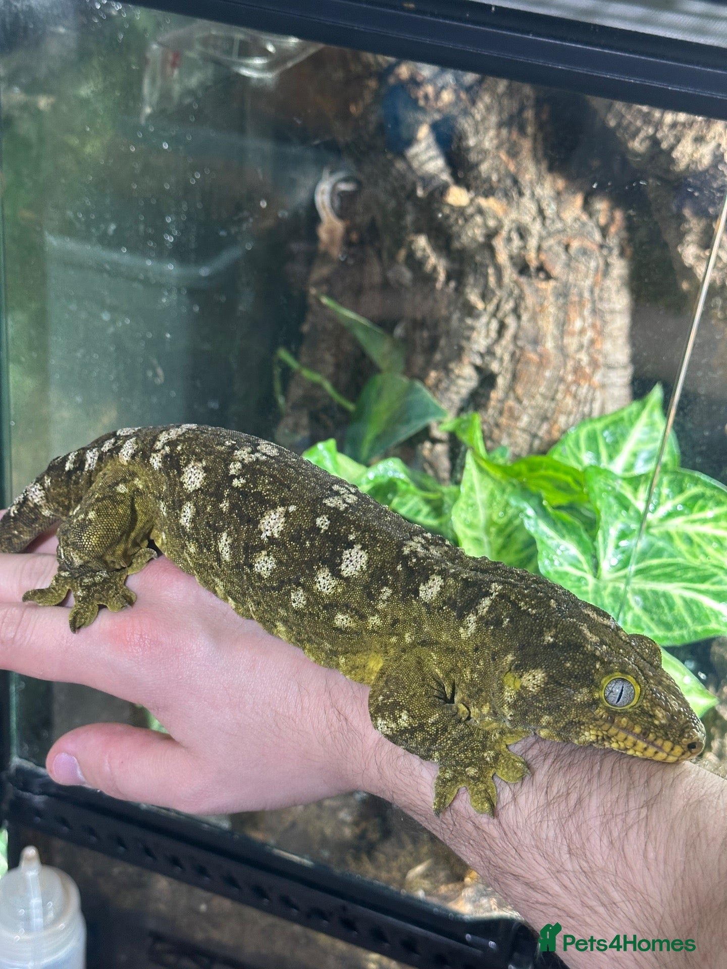 Gecko reptiles Pair of Leachianus Geckos and juveniles  - Advert 2