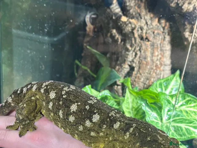 Gecko reptiles for sale: Pair of Leachianus Geckos and juveniles - Advert 2
