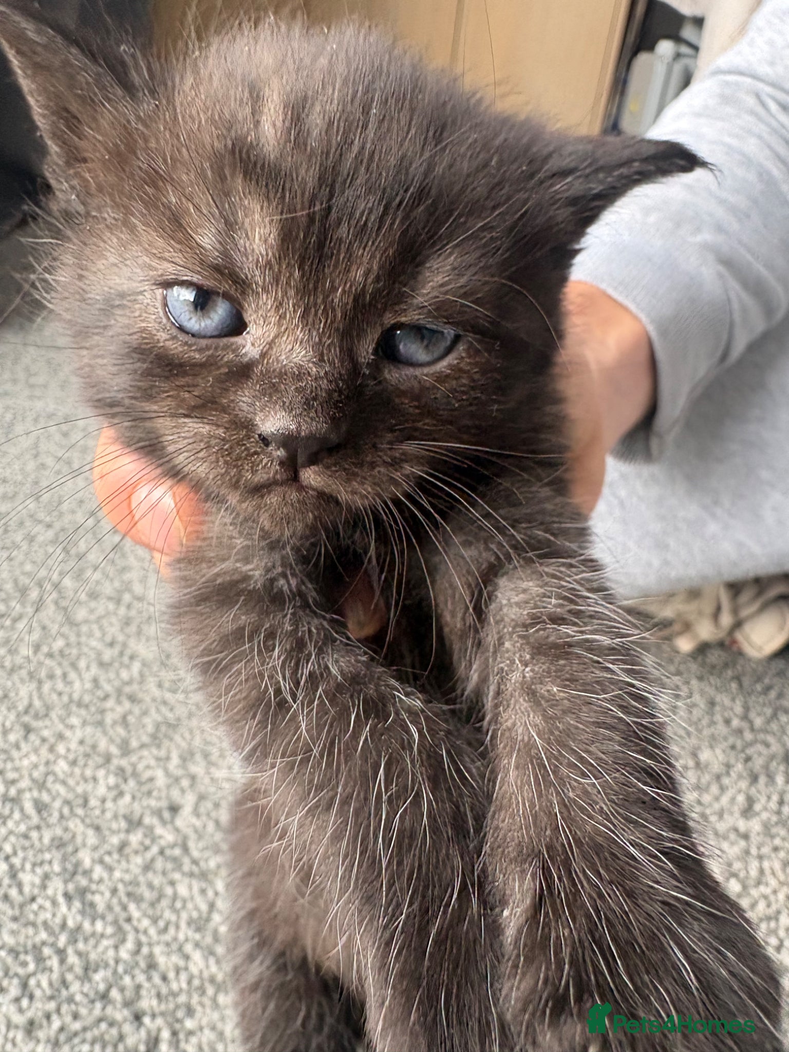 Persian Kitten 2