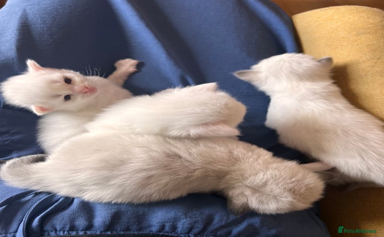Ragdoll cats - Advert 4