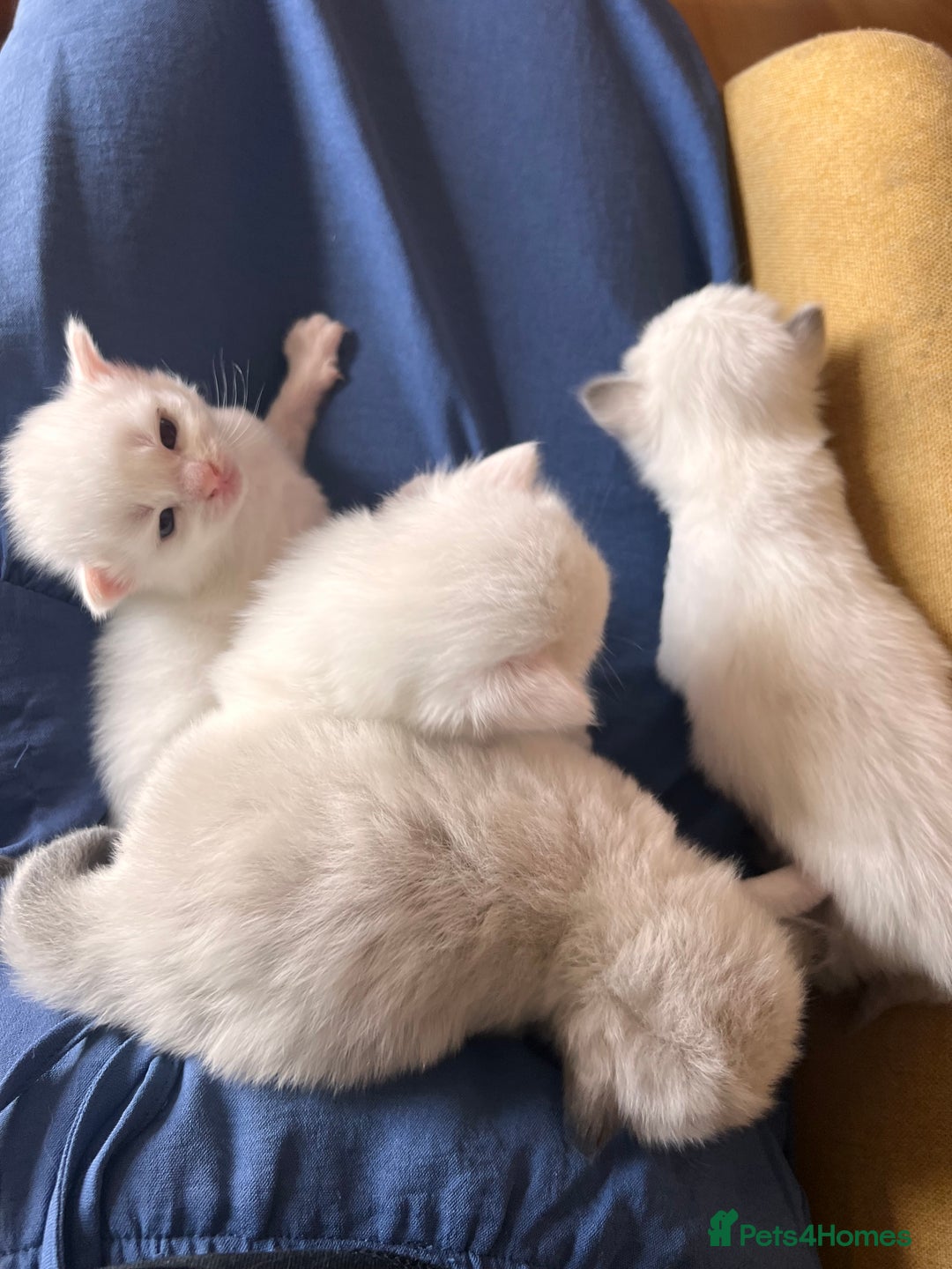 Ragdoll cats for sale: Ragdoll Kittens - Image 1