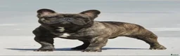 French Bulldog dogs for stud: International Champion French Bulldog at Stud - Advert 3