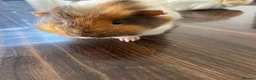 Guinea Pig rodents for sale: 2 Guinea Pigs  - Advert 5
