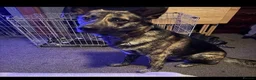 Mixed Breed dogs for sale: German Shepherd cross mali pups - Advert 16