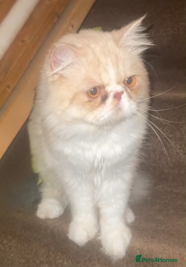 Persian cats Jerry the Persian  - Advert 1